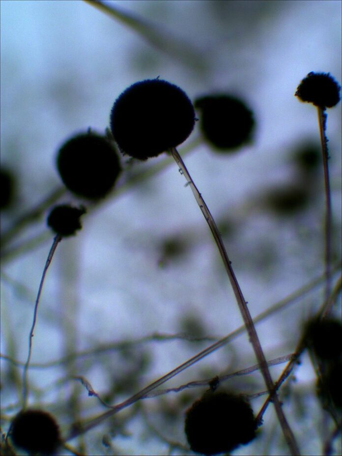 black puff balls on slender black stalks
