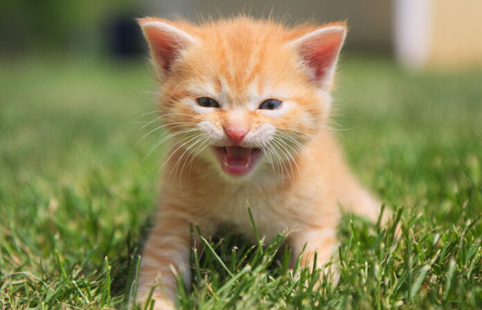 An angry kitten